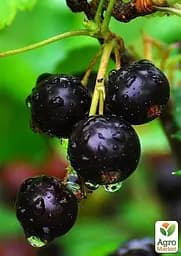 Саджанець Agro-Market Смородина чорна Тісел (Tisel) ранній термін дозрівання) 1 шт. в пакуванні (23395) - мініатюра 2