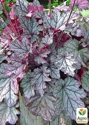 Саджанець Agro-Market Гейхера 3-х річна Heuchera Emperor's New Clothes Purple вазон С3 (93724) - мініатюра 3