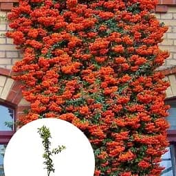 Піраканта "Orange Glow" 3-річна (висота 80-100см) (184990) 1 саженец - мініатюра 3