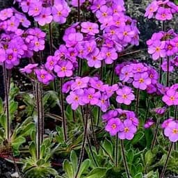 Проломник ветвистый (Androsace sarmentosa) Р9 (189551) 1 шт. в упаковке