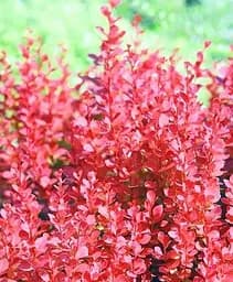 Саджанець Agro-Market Барбарис Тунберга 2-х річний Оранж Рокет С1 висота саджанця від 20 см (62368) 1 шт. в упаковці