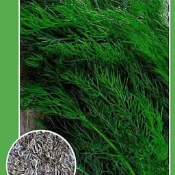 Насіння Весна Кріп грибовський 2 г (10168)