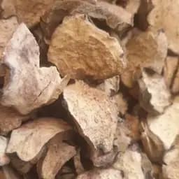 100 г кубишка жовта/гарлачик/латаття/водяна лілія коріння сушене - свіжий урожай