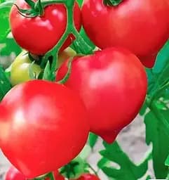 Насіння Весна на вагу Томат Алсу ціна за 1 г (178407)