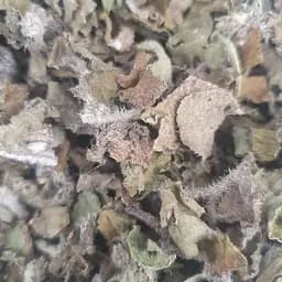 100 г огуречник/бораго трава сушеная - свежий урожай