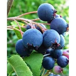 Саджанець Agro-Market Ірга ольхолистна темно-пурпурова Бариня (Lady) (преміальний швидко зростаючий, скороплідних сорт) 1 саджанець (48896)