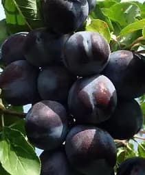 Саджанець Agro-Market Алича Ельдорадо (осінній сорт, пізній термін дозрівання) 1 шт. в упаковці (40002)