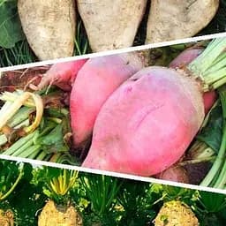 Буряк кормовий "Суміш кращих популярних сортів" ТМ "Весна"  15г (45534)