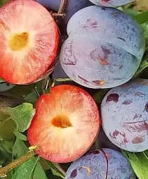 Саджанець Agro-Market Слива диплоїдна Прайм Тайм (крупноплодний сорт, середній термін дозрівання) 1 шт. в упаковці (71826)