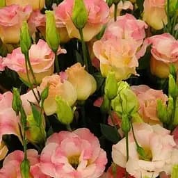 Эустома махровая "Arena Champagne" укоренена в контейнере Р9 (51985) 1 саженец