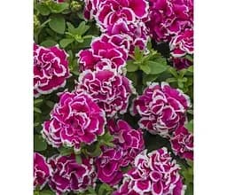 Саджанець Agro-Market Петунія напівампельна Sweet Sunshine Magenta Picotee (116402) 1 шт. в упаковці