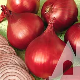 Лук репчатый Садиба Центр Ред барон 200 шт.