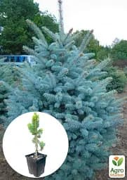 Саджанець Agro-Market Ялина Санта Фе Glauca Santa Fe вазон С1.5 висота 20-30 см 1 шт. в упаковці (112449) - мініатюра 2