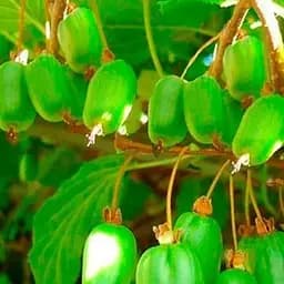 Саджанець Agro-Market Актинідія Ласун (міні-ківі, морозостійкий сорт, середній термін дозрівання) 1 саджанець (177997)