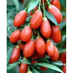 Саженец Agro-Market Тибетский Годжи (перекрестное опыление, сажать по 2 шт) 1 саженец (23353)