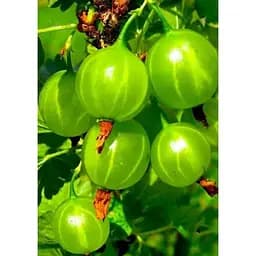 Саджанець Agro-Market Агрус Малахіт (середньо-ранній термін дозрівання) 1 шт. в упаковці (19908)