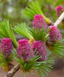 Саджанець Agro-Market Модрина Даурська насичена яскраво-зелена Картьє (Cartіer) (преміальний сорт, горщик P9) 1 шт. в упаковці (48959)