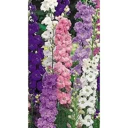 Дельфиниум "Аякса смесь" Весна 100г (35257)