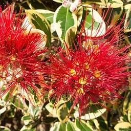 Метросидерос Variegata высота 50 - 60 см 1 саженец (182791)