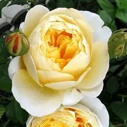 Роза английская Agro-Market Шарлотта саженец класса АА+ высший сорт 1 шт. в упаковке (178121)