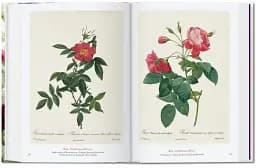 Redouté. The Book of Flowers - мініатюра 5