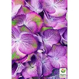 Саджанець Agro-Market Гортензія крупнолистова 2-х річна Sweet Lips Purple висота саджанця 25-45 см (183492) 1 шт. в упаковці - мініатюра 2