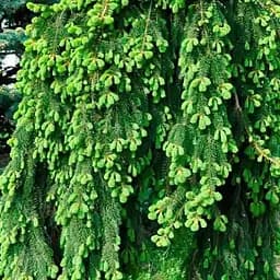 Ель плакучая Agro-Market на штамбе Inversa С15 высота 90-100см длина кроны 40-50 см 188124 1 саженец в упаковке