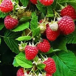 Малина Agro-Market "Glen Fyne" (среднеранний срок созревания, слабошипный сорт) 1-летний саженец (189916) 1 шт в упаковке