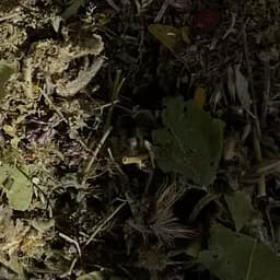 Збір трав'яний гіпертонічний для зниження тиску при аритмії, стенокардії, 100 г (своє виробництво)