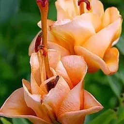 Лилия "Apricot Fudge" (Лилия-роза) 1 шт (35510) 1 шт
