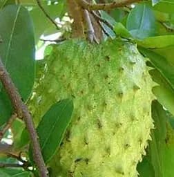 Саженец Agro-Market Аннона муриката (гуанабана) (43057) 1 шт. в упаковке