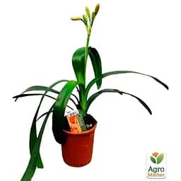 Клівія Agro-Market  Clivia miniata" (вічнозелена багаторічна кімнатна рослина) (122873) 1 саджанець в упаковці кімнатний Нідерланди - мініатюра 2