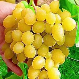 Саженец Agro-Market Виноград Кеша (раннесредний срок созревания, дает большой урожай с одного куста) 1 шт. в упаковке (20052)