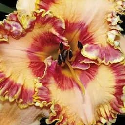 Лилейник "Candy Cane Lane" (сортовой укорененный в контейнере С1,2) (186010) 1 саженец