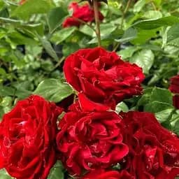 Роза мелкоцветковая (спрей) Agro-Market Таманго саженец класса АА+ высший сорт 1 шт. в упаковке (178129)