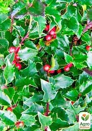 Саджанець Agro-Market Падуб гостролистий (Ilex aquifolium) вазон Р9 (178885) - мініатюра 5