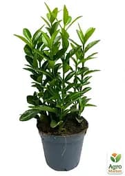 Саджанець Agro-Market Бересклет Японський Green Spire (50623) - мініатюра 4