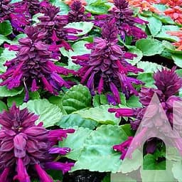 Сальвия Садиба Центр Фарао лавандовая 0.1 г 