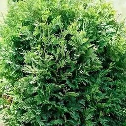 Саженец Agro-Market Туя западная Stolwic (контейнер Р9, высота 10-20 см) (39013) 1 шт. в упаковке