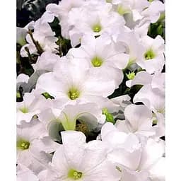 Саджанець Agro-Market Сурфінія Pegasus White (контейнер № 10, висота 10-15 см) (50355) 1 шт.