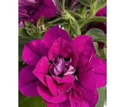 Саджанець Agro-Market Петунія напівампельна Sweet Sunshine Magenta (116401) 1 шт. в упаковці