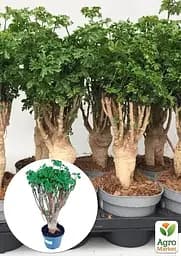 Саджанець Agro-Market Бонсай Polyscias кімнатний 1 шт. в упаковці (182695) - мініатюра 2