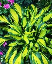 Саженец Agro-Market Хоста Rainbows End 1 шт. в упаковке (45680)