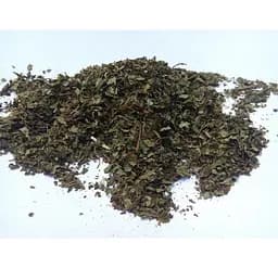 Вишня Листя Prunus cerasus