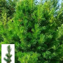 Сосна кедрова Agro-Market Pinus cembra S3 висота 25-30 см 62743 1 саджанець в упаковці