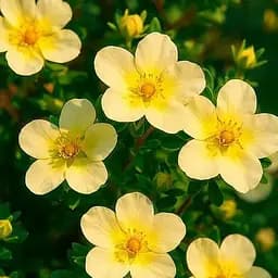 Перстач Чагарниковий "Limelight" (187854) 1 саженец