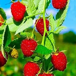 Саджанець Agro-Market Малина Гусар (середньо-ранній термін дозрівання) 2 шт. в пакуванні (38745)