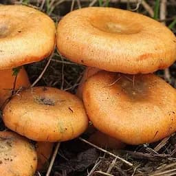 Сухий зерновий міцелій "Рижик звичайний" 100г (45197)