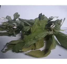 Купина Трава Купена Polygonatum officinale