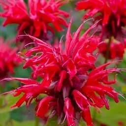 Бергамот (Монарда) "Fireball" (188250) 1 саженец